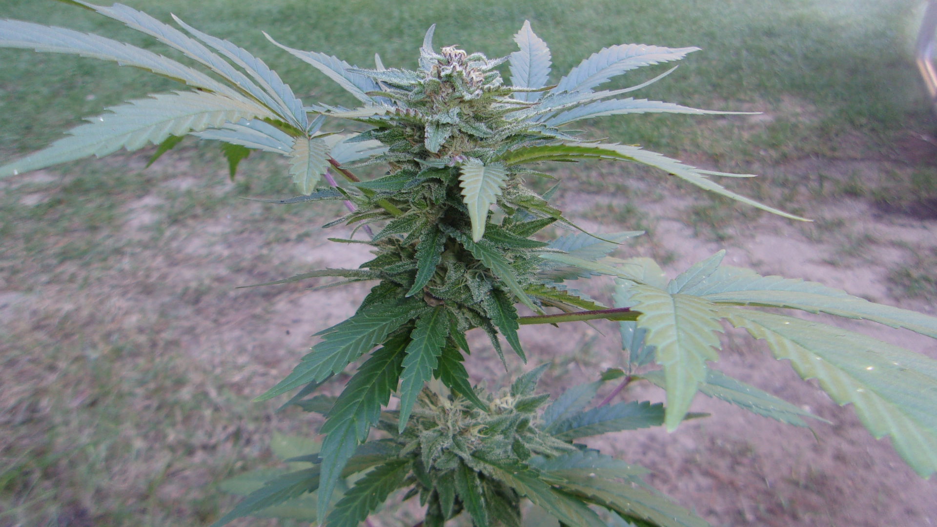 SLH outdoor bud.JPG