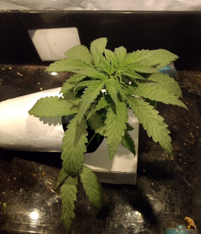 Small-Bubba Kush Auto pic1 -1-30-2020.jpg