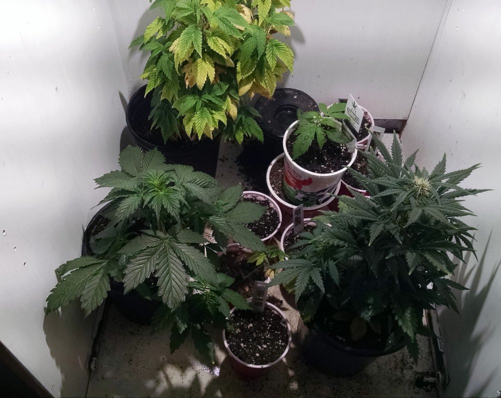 Small cab grow pic1 -2-22-2017.jpg