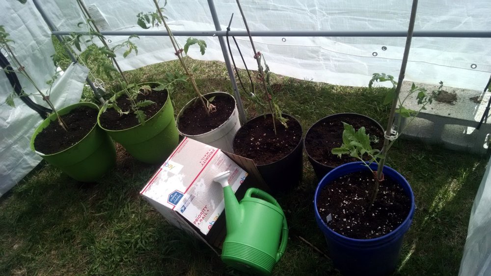 Small greenhouse - tomatoes 5-11-2018.jpg