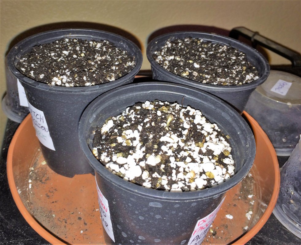 small grow day 0.JPG