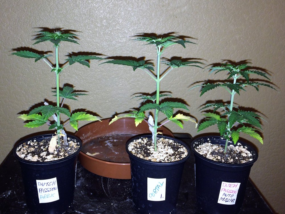 small grow day 24.JPG