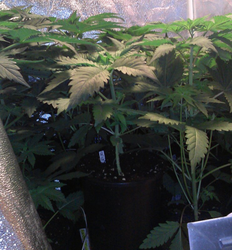 small hg plant-9-3-2015.jpg