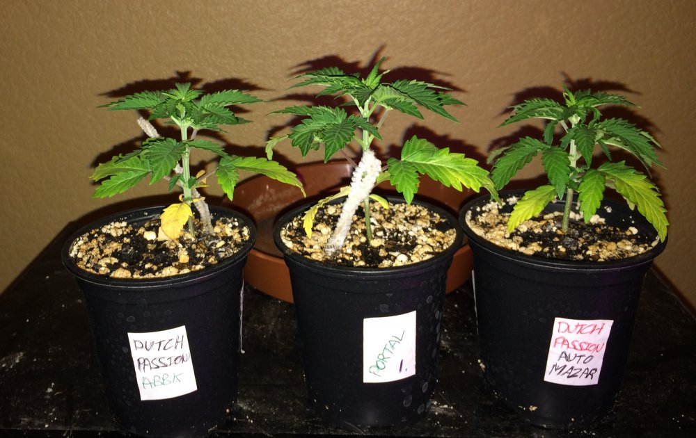 small pot grow day 19.JPG