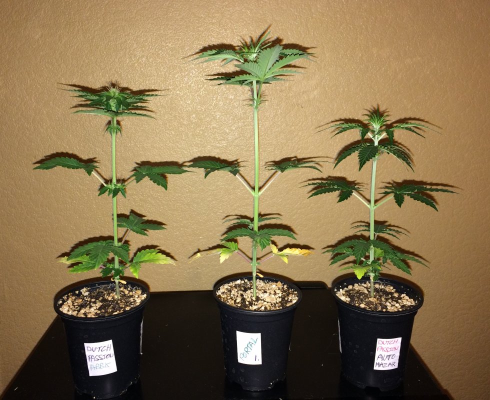 small pot grow day 25,26,27.JPG