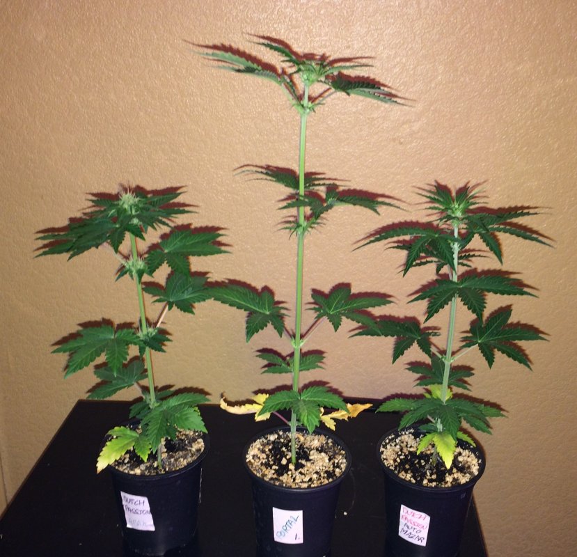 small pot grow day 29.JPG