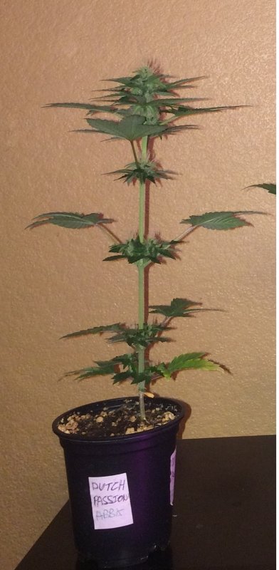 small pot grow day 34 (2).JPG