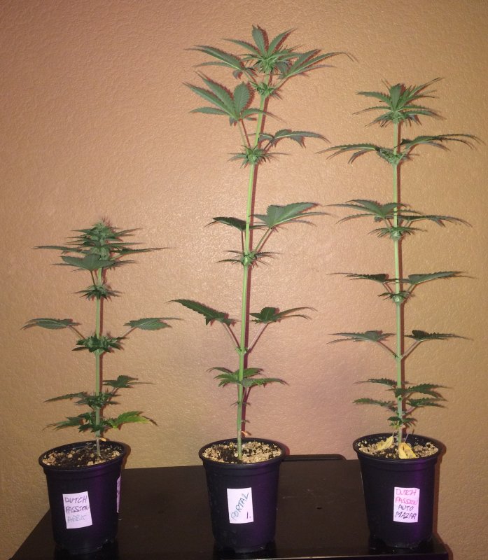 small pot grow day 34.JPG