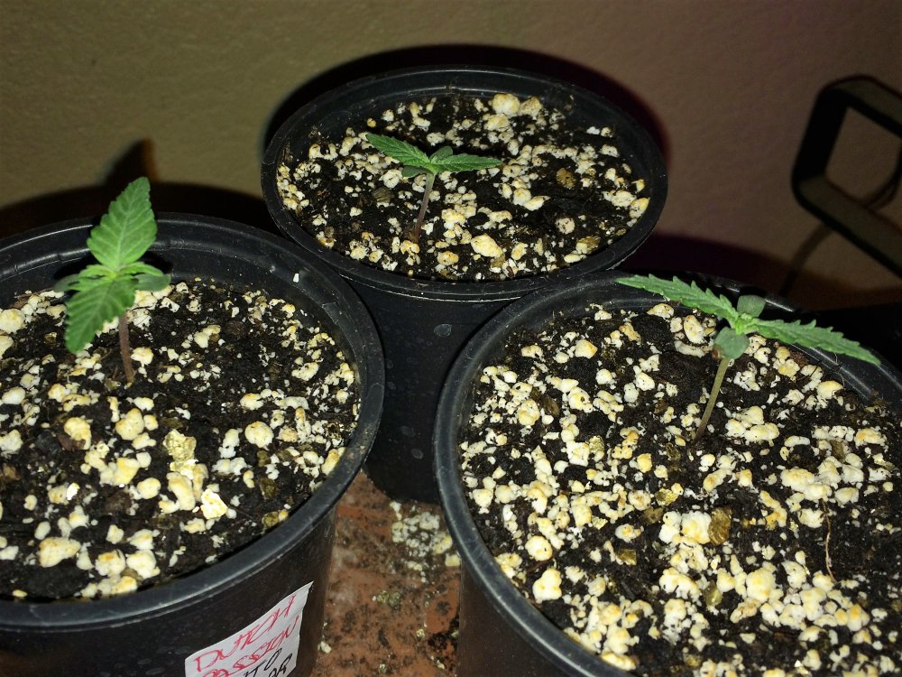 small pot grow day 5.JPG