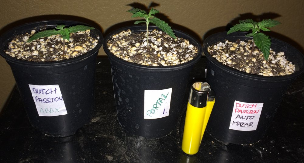 small pot grow day 8.JPG