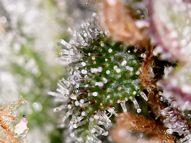 snaggletoof trichs.png