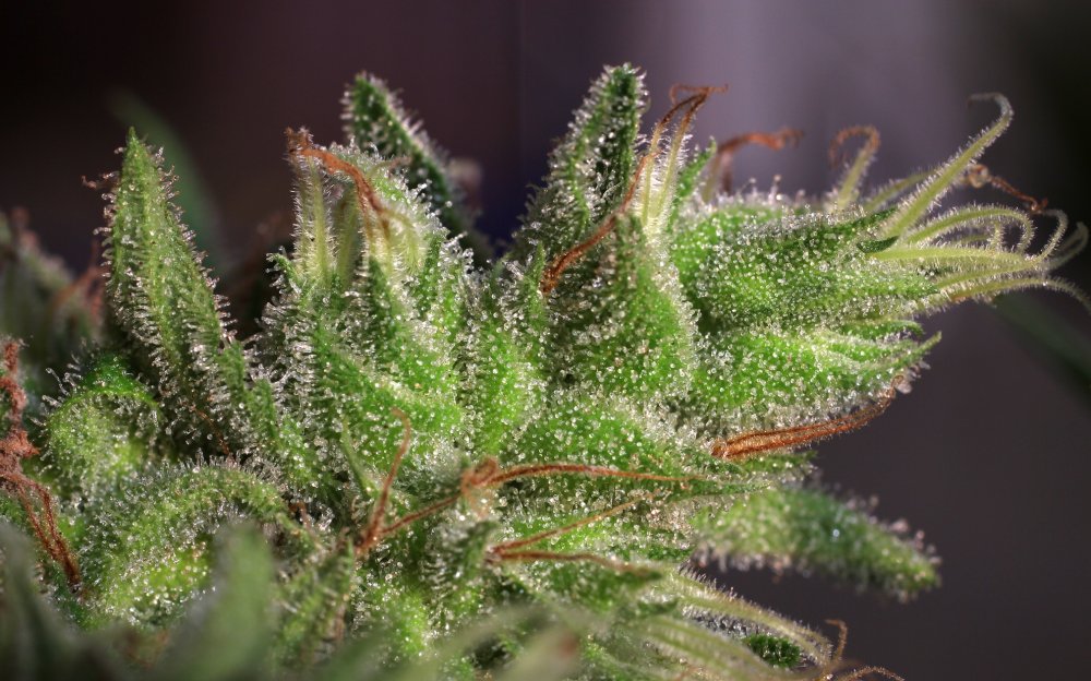 SnowQueenAutoZenseeds001.jpg