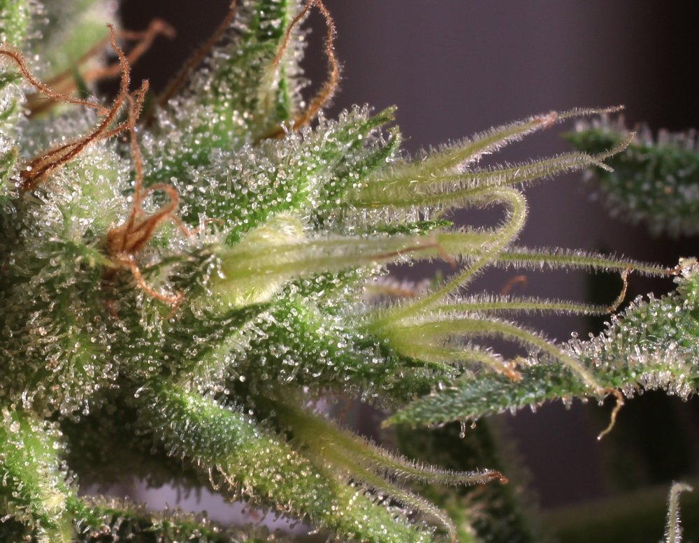 SnowQueenAutoZenseeds006.jpg