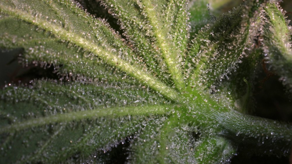 SnowQueenAutoZenseeds007.jpg