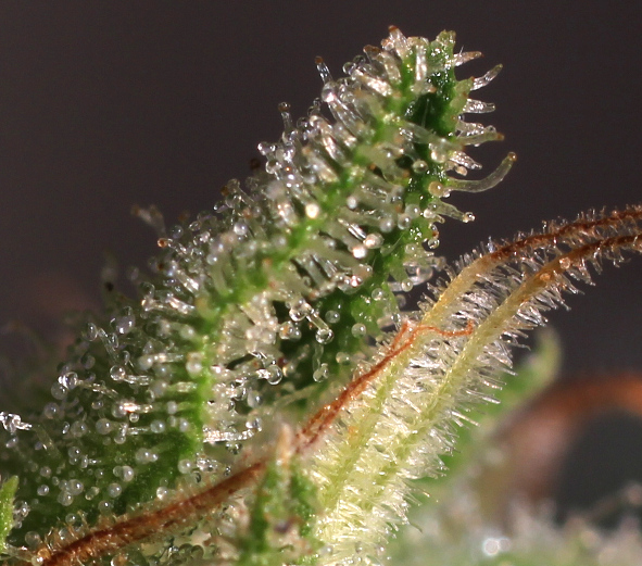 SnowQueenAutoZenseeds08.jpg