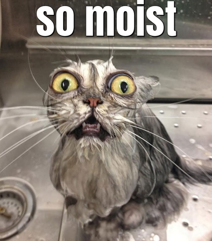 so moist cat.png