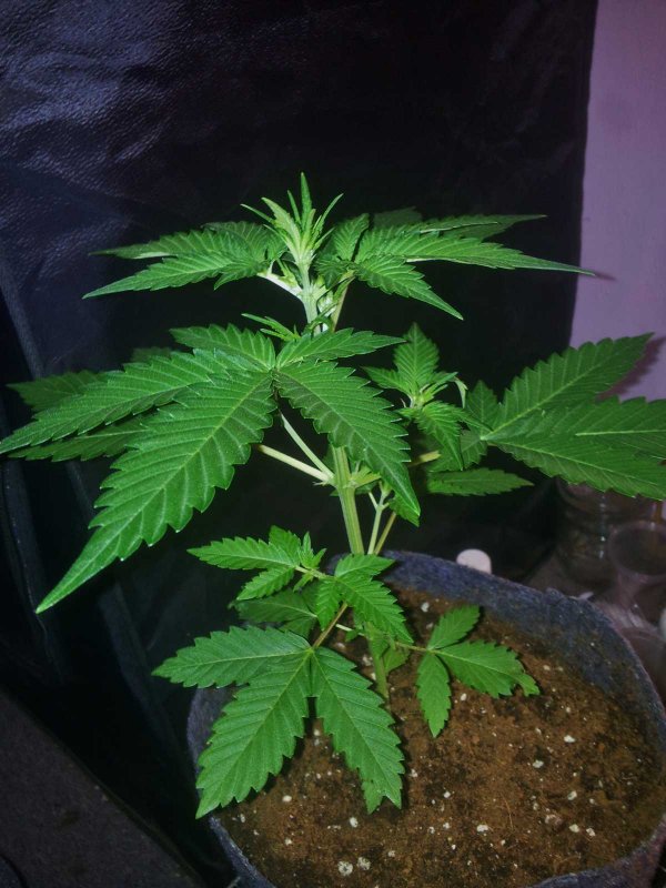 Sodk x Ripleys Og Day 27 (1).JPG