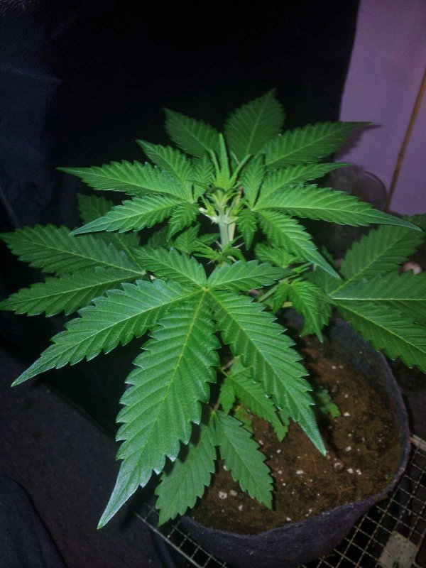 Sodk x Ripleys Og Day 27 (2).JPG