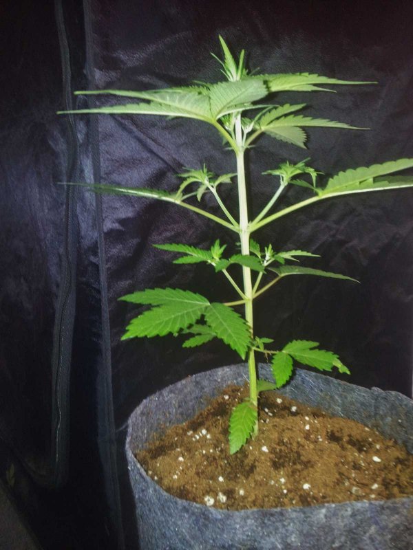 Sodk x Ripleys Og very kushy Pheno Day 27 (1).JPG