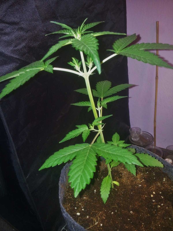 Sodk x Ripleys Og very kushy Pheno Day 27 (2).JPG