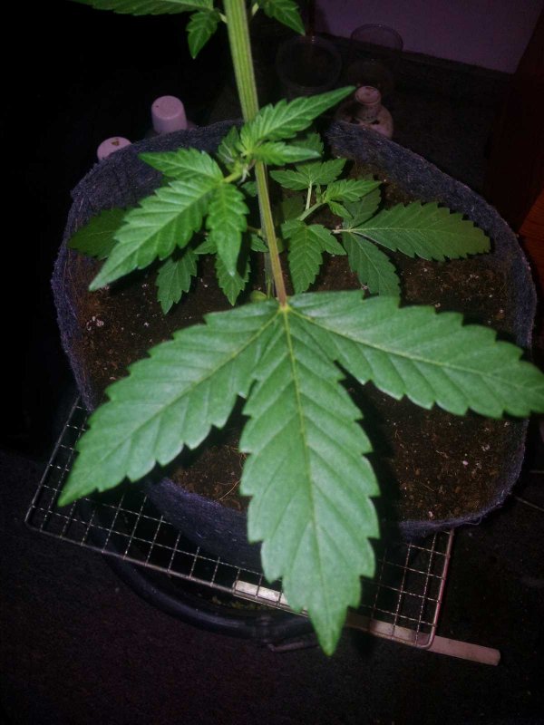 Sodk x Ripleys Og very kushy Pheno Day 27 (3).JPG