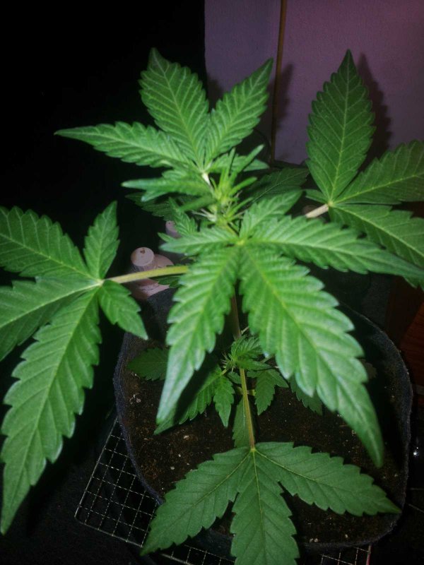 Sodk x Ripleys Og very kushy Pheno Day 27 (5).JPG