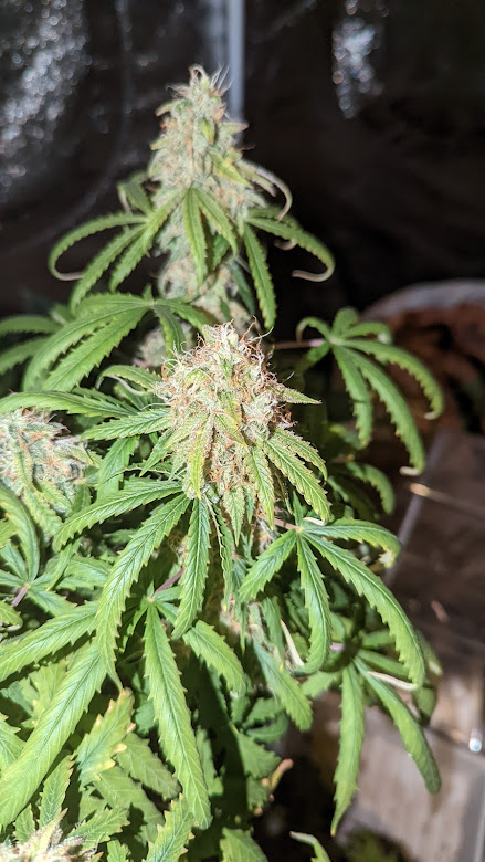 Solo Bud 2172022.jpg