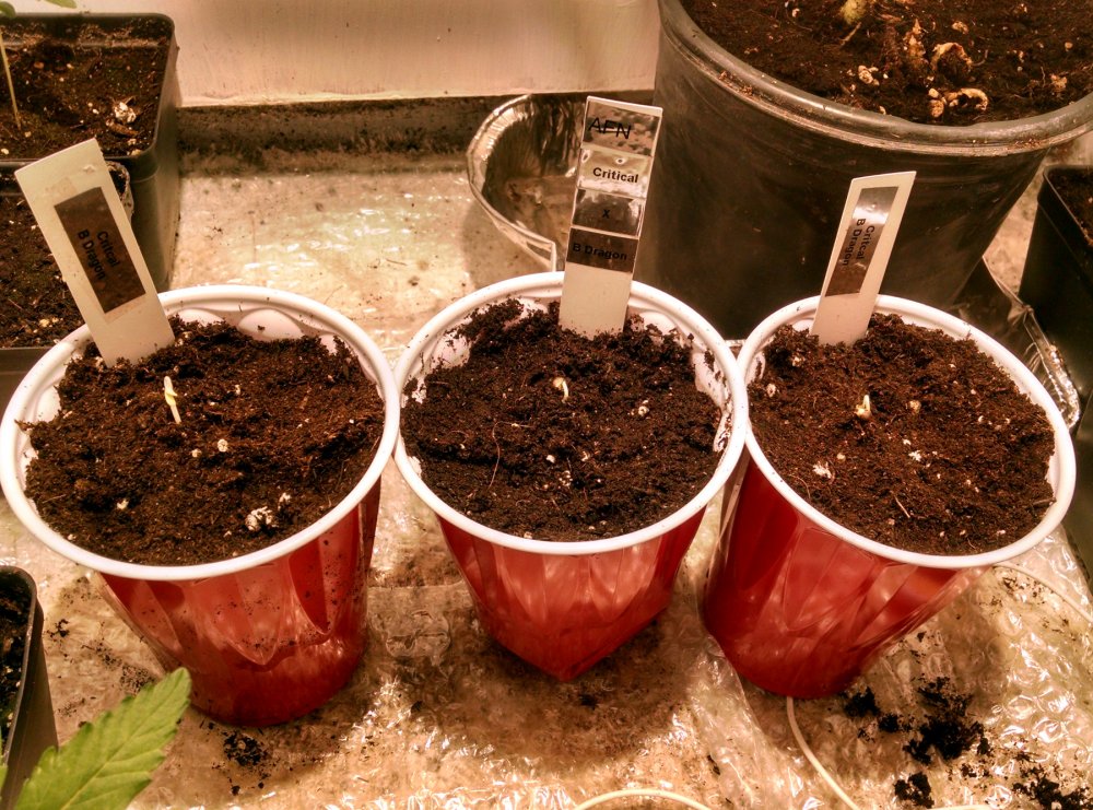 Solo Cup grow pic1 -1-7-2018.jpg