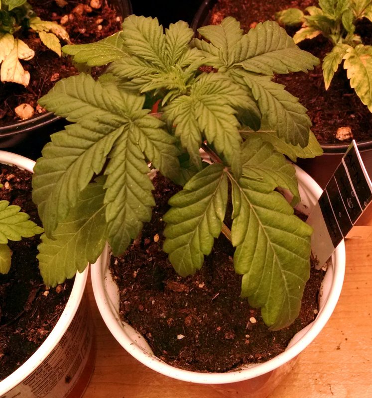 Solo plant2 pic1 -1-23-2018.jpg