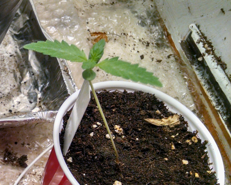 solocup critca x blue dragon plant1 pic1 -1-13-2018.jpg