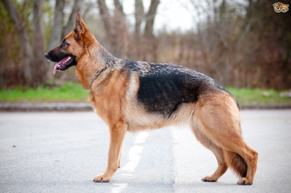 some-informative-facts-about-the-german-shepherd-dog-539958b537eaa.jpg