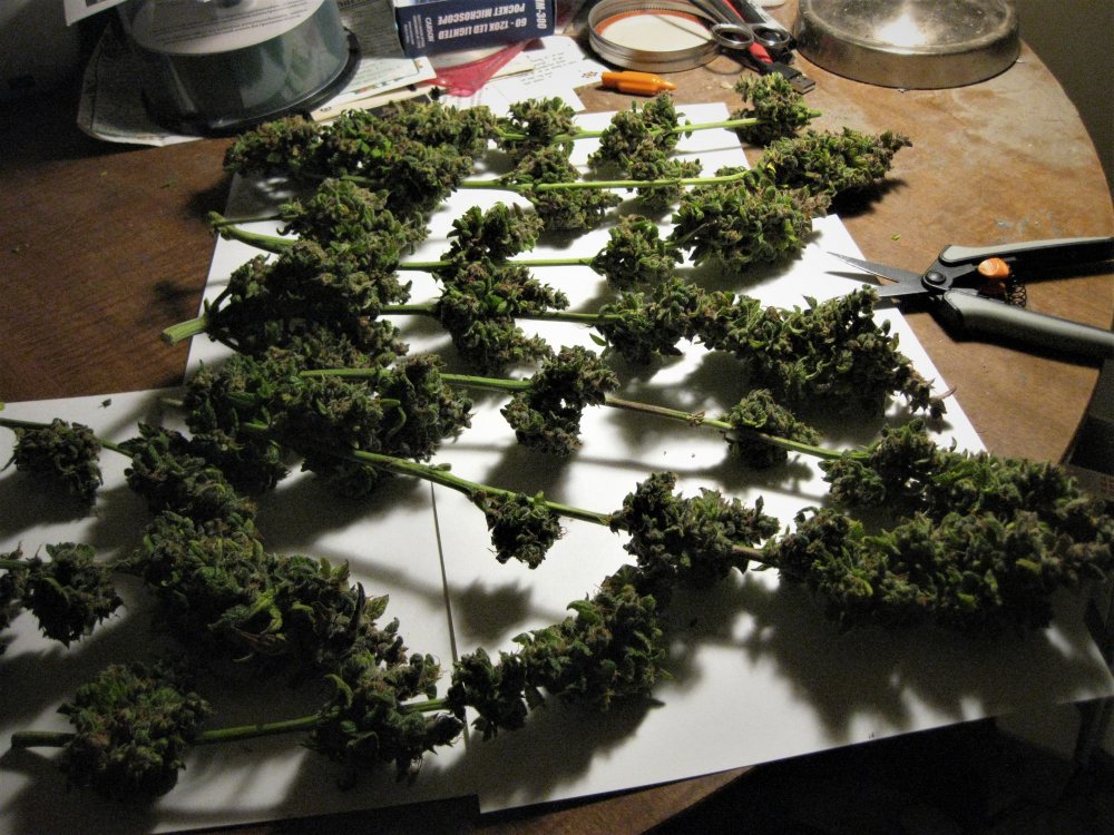 Some wet trimmed harvest  DDA  11-15-18.jpg