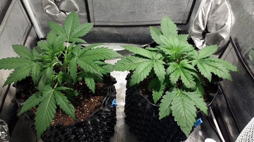 Sour and White Bubbly Day 17.jpg