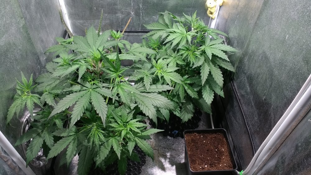 Sour and White´n Bubbly Day 24.jpg