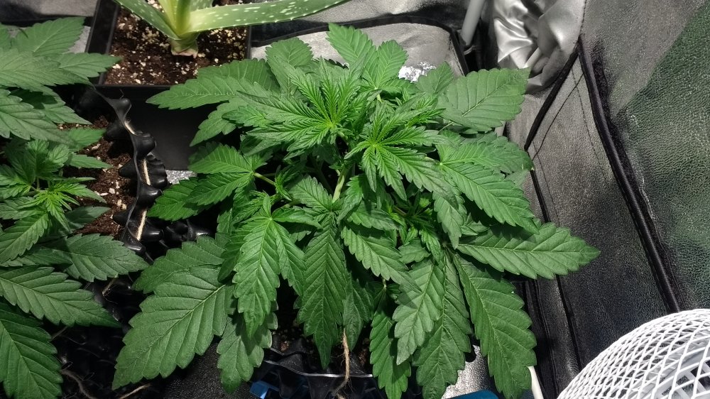 Sour Bubbly Day 19 (1).jpg