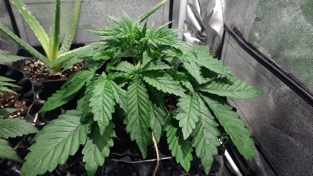 Sour Bubbly Day 19 (2).jpg