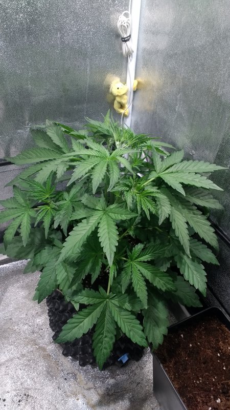 Sour Bubbly Day 24.jpg