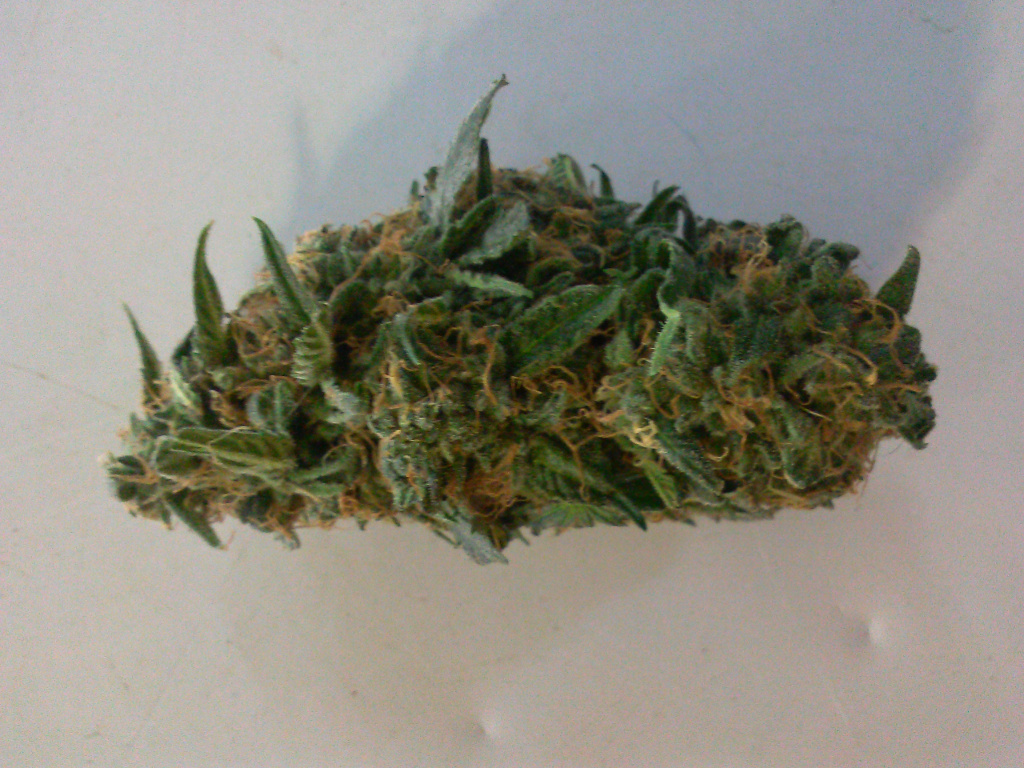 Sour D Bud-1.jpg