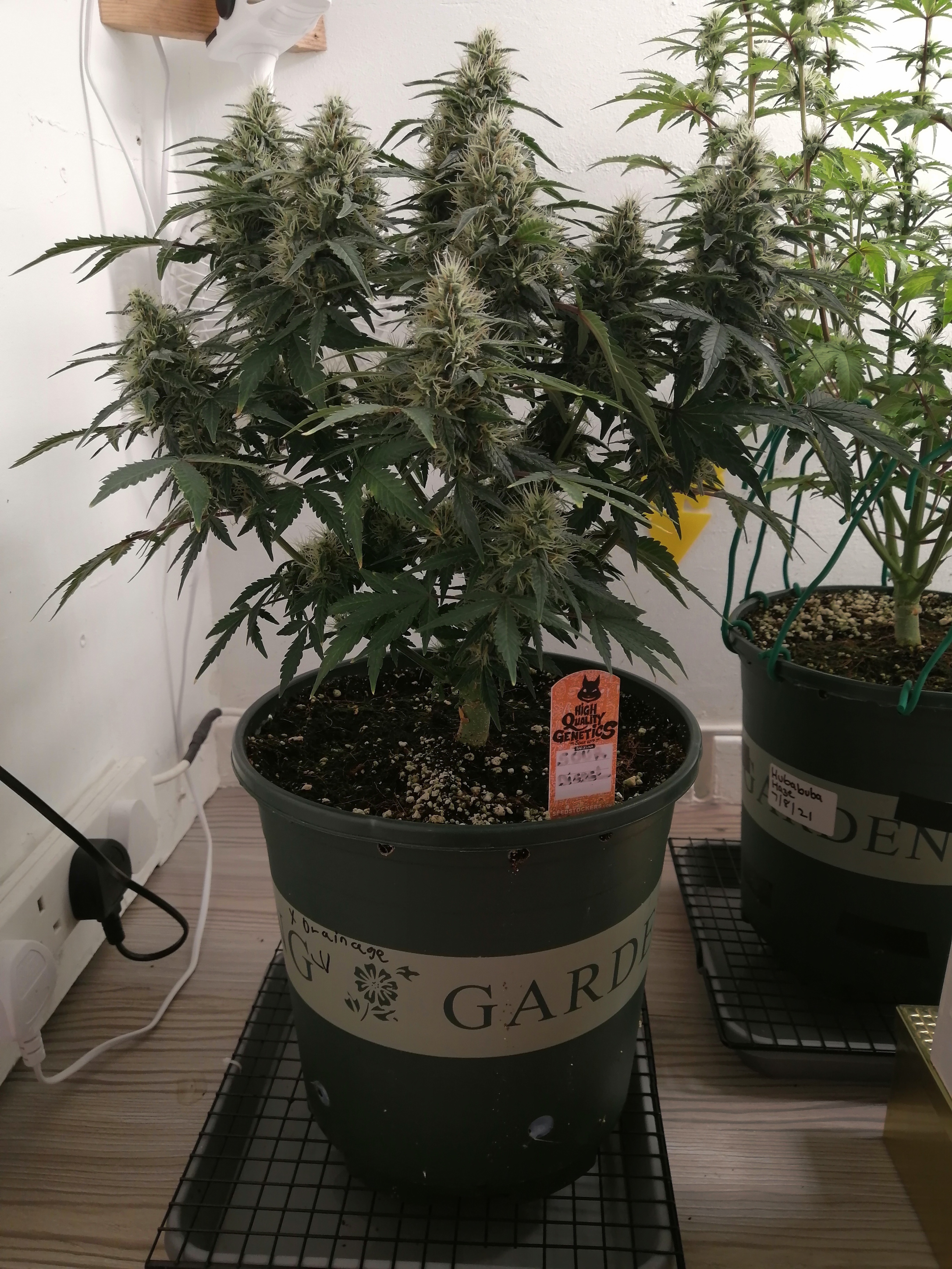 Sour d Day 55.jpg