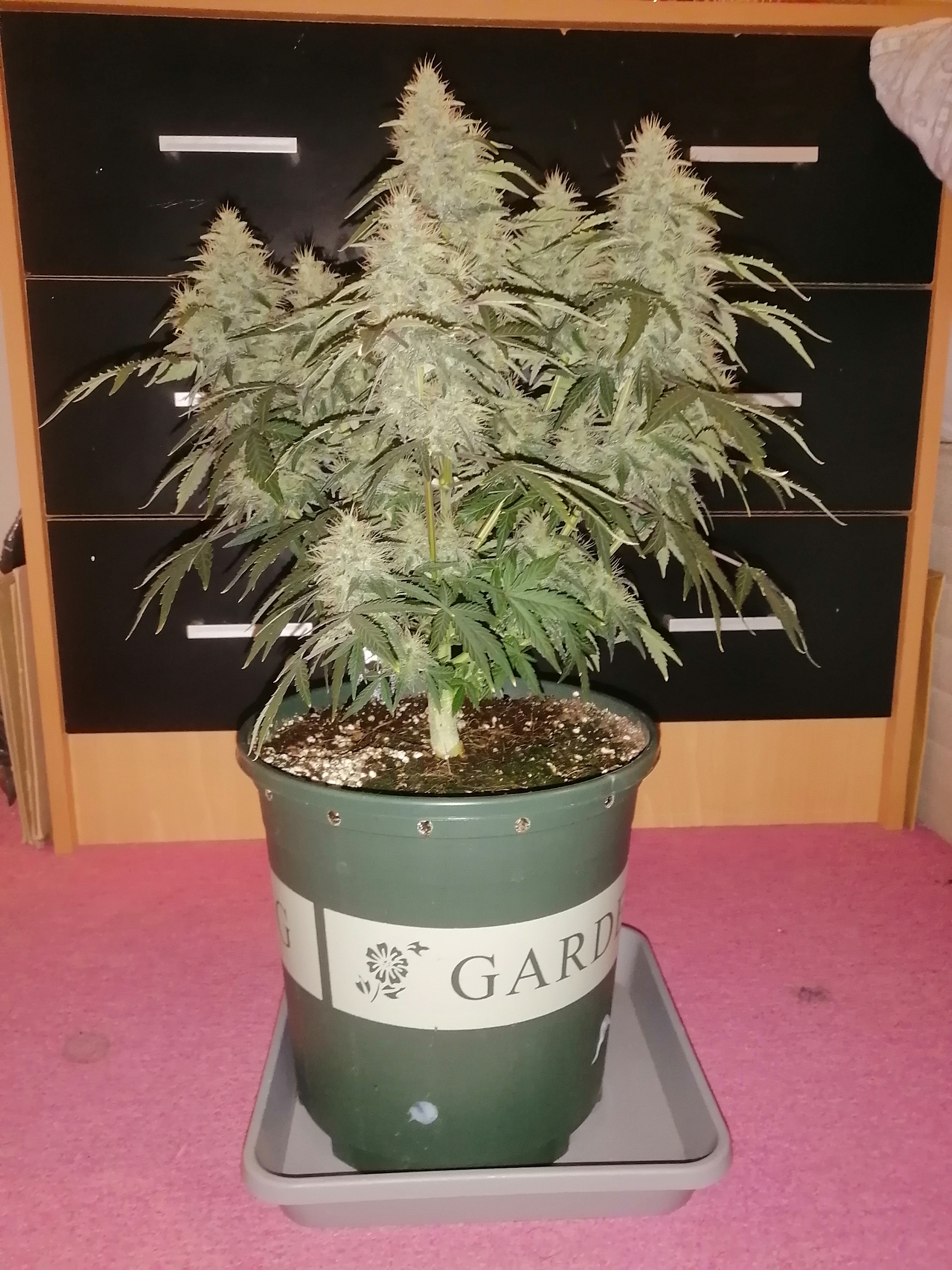 Sour D DAY 60.jpg