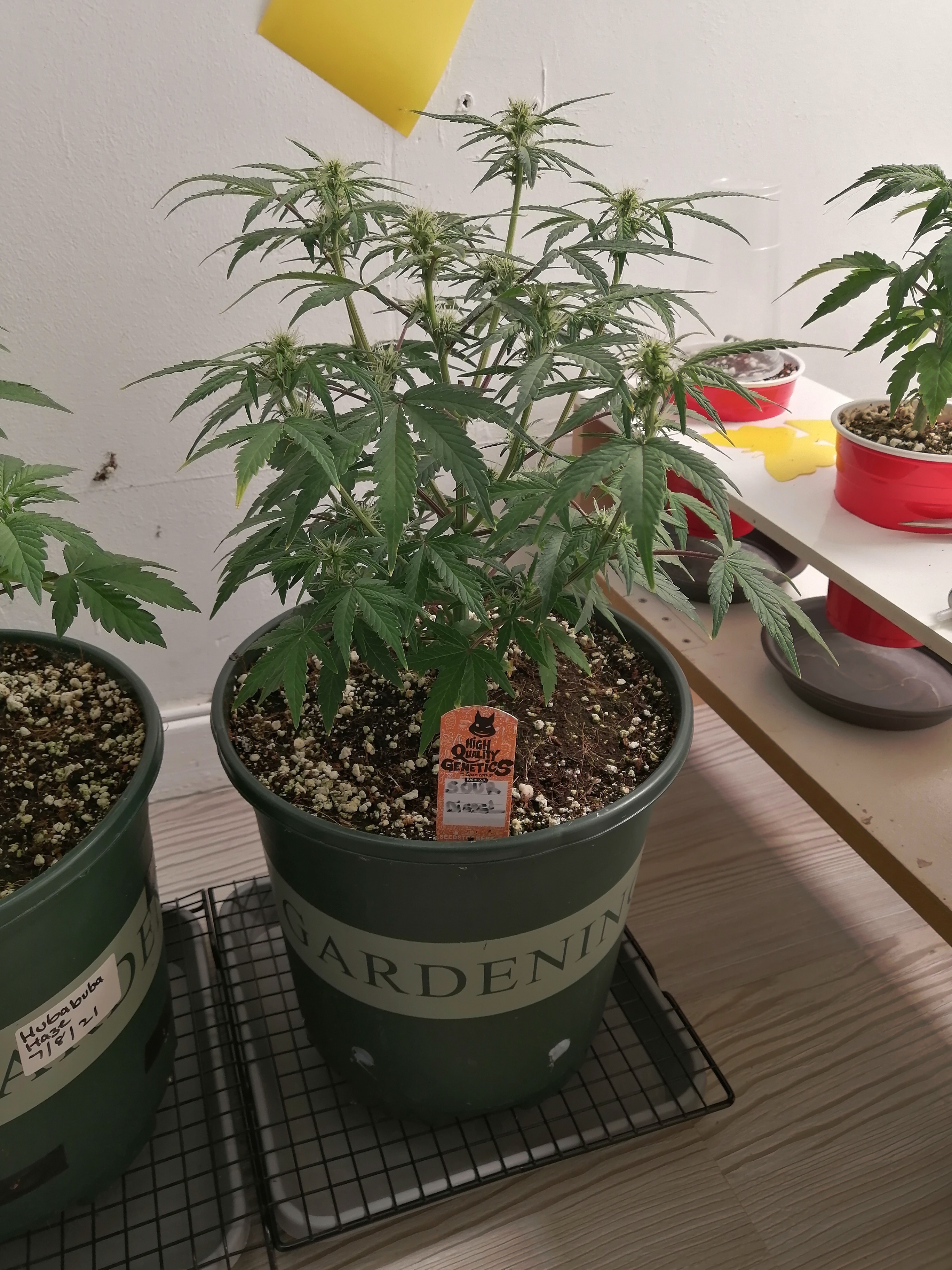 Sour diesel Day 35.jpg