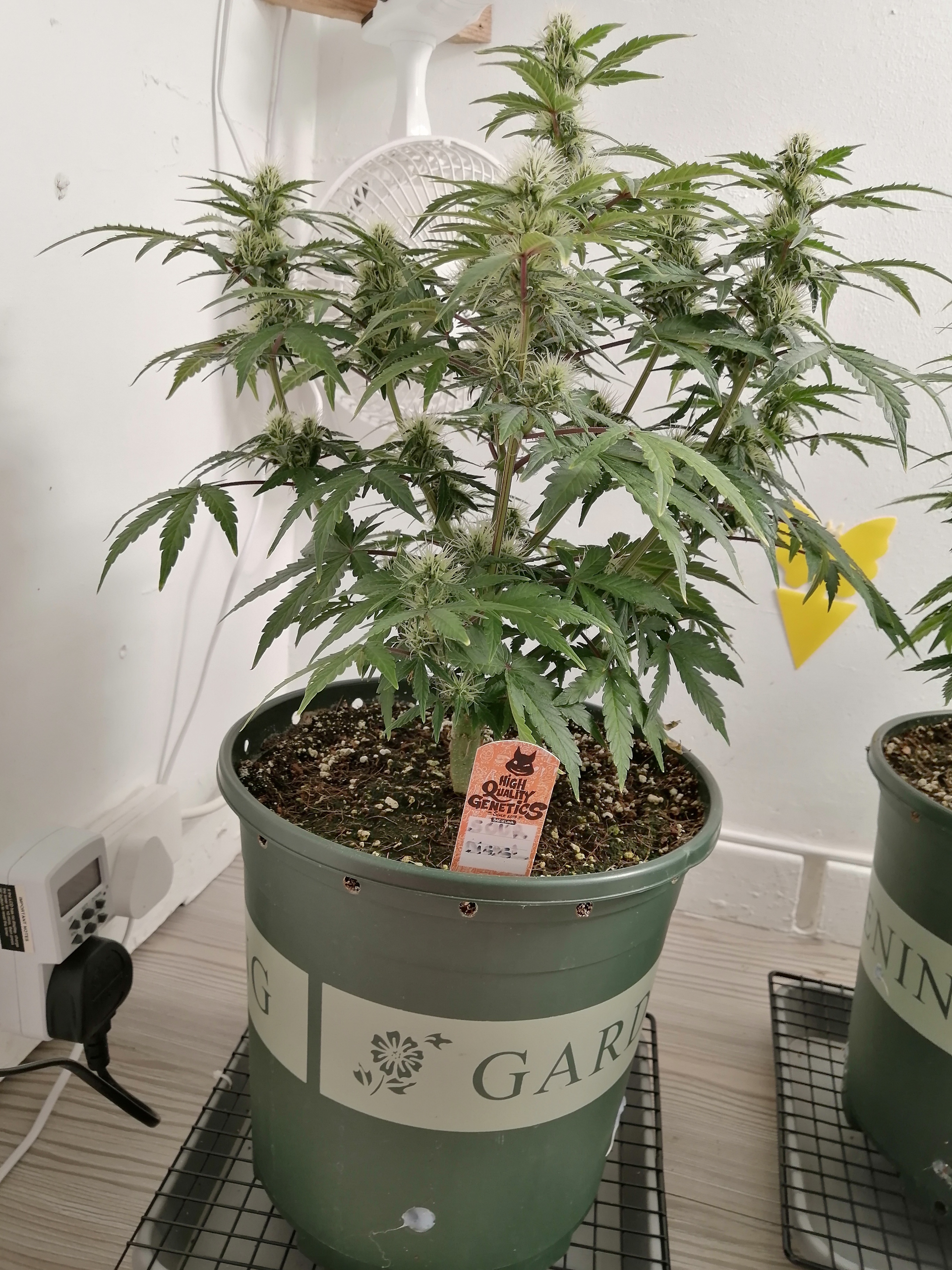 SOUR DIESEL DAY 45.jpg