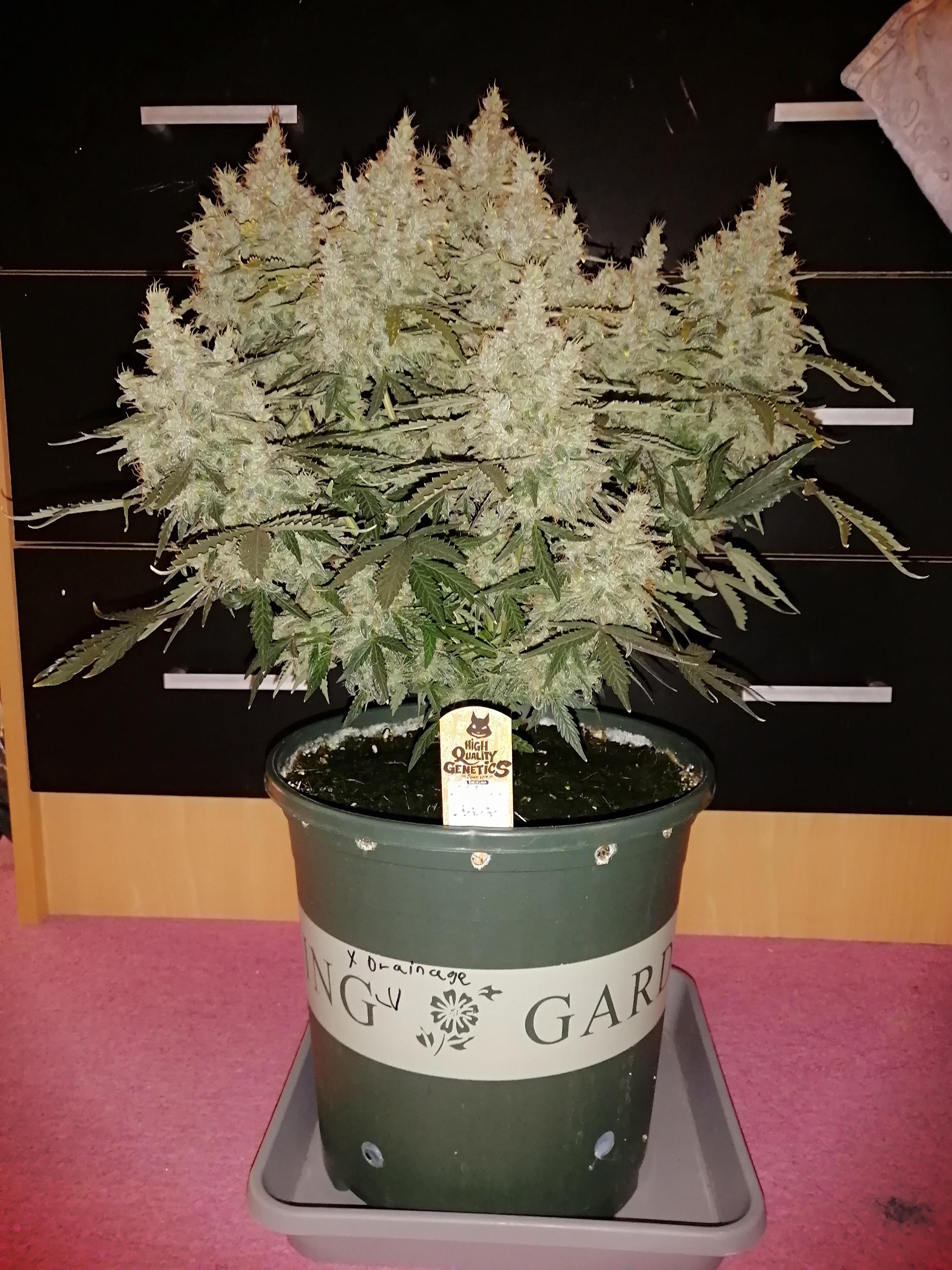 SOUR DIESel DAY 80.jpg