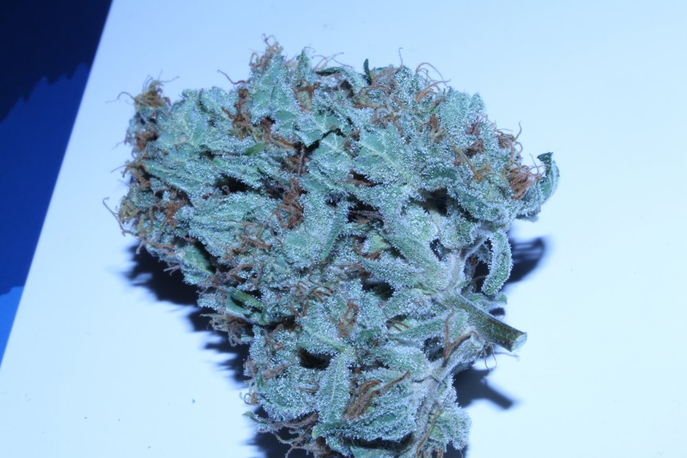 Sour-Hound_bud1.JPG