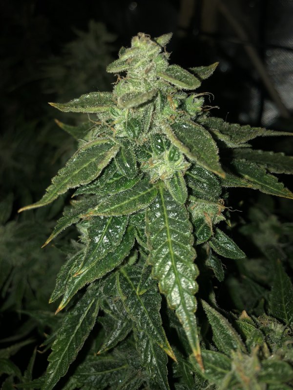 sour livers 2 bud 3 - day 75.JPG