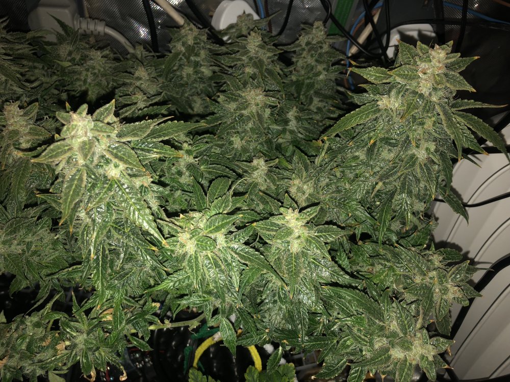 sour livers 2 bud - day 75.JPG