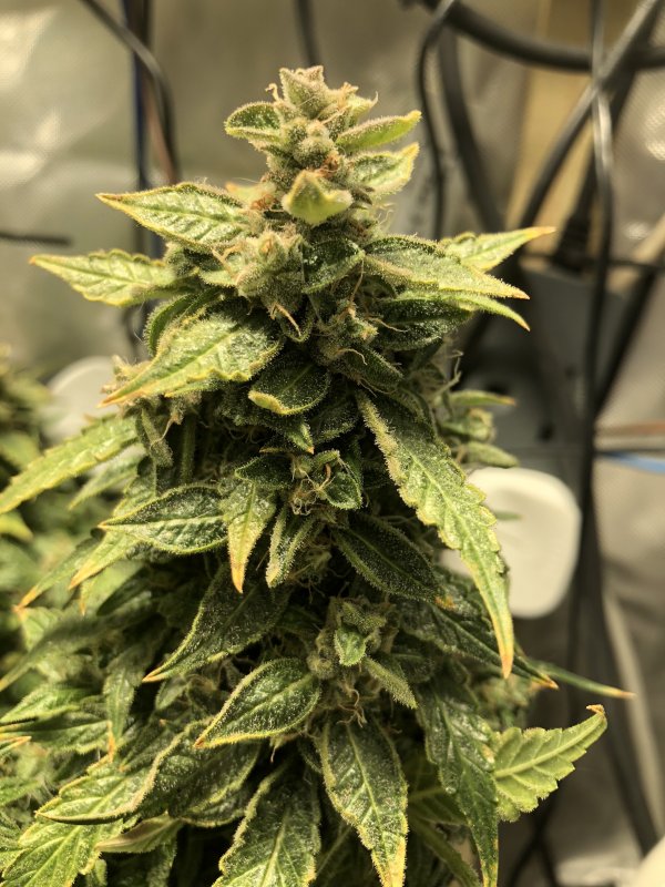 sour livers 2 - bud - day 82.JPG