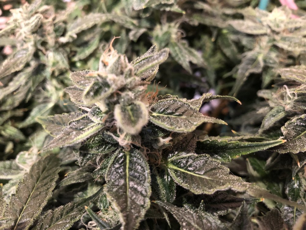 sour livers 2 day 59 bud shot.JPG