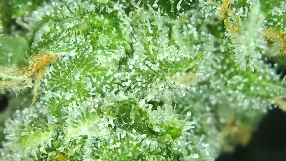 sour livers 2 day 70 trichs.JPG