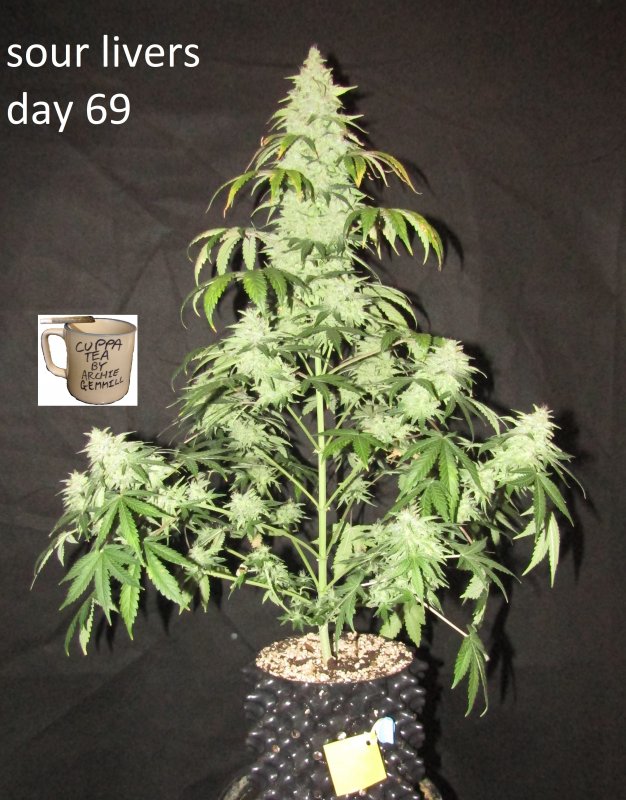 sour livers 3L day 69.JPG